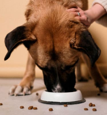 Trends in Pet Supplements Market