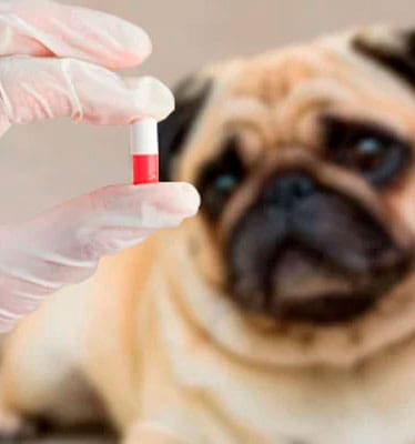 Flavored Gelatin Capsules for Pets