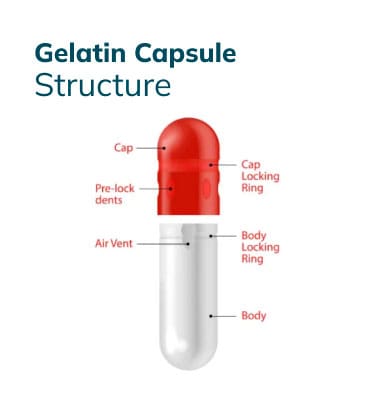 Gelatin Capsules Overview