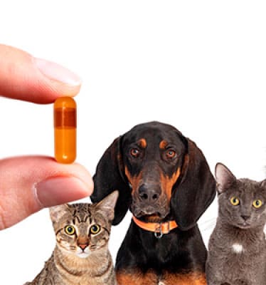Pet Supplements Boom Explained